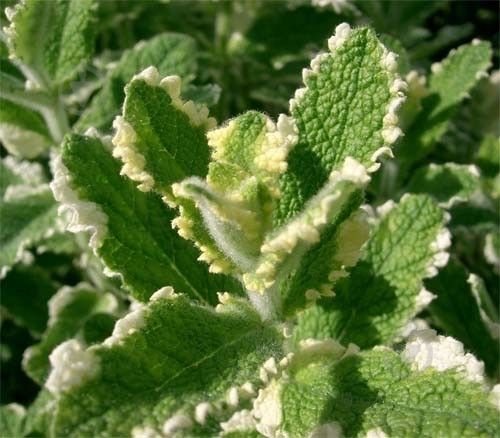 Растение Мята имбирная (утонченная) Variegata C2 - фото 1