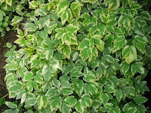 Растение Сныть обычная Variegata p9 - фото 1 Растение Сныть обычная Variegata p9 - фото 1