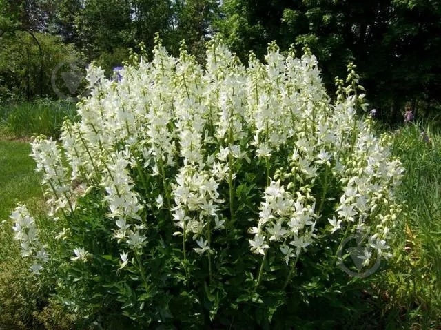 Растение Ясенец белый Albiflorus C1 - фото 2 Растение Ясенец белый Albiflorus C1 - фото 2