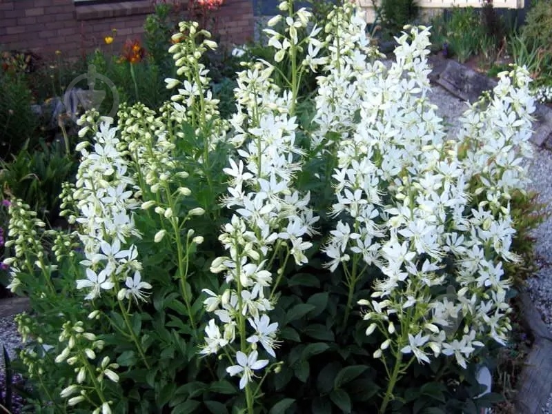 Растение Ясенец белый Albiflorus C1 - фото 1 Растение Ясенец белый Albiflorus C1 - фото 1
