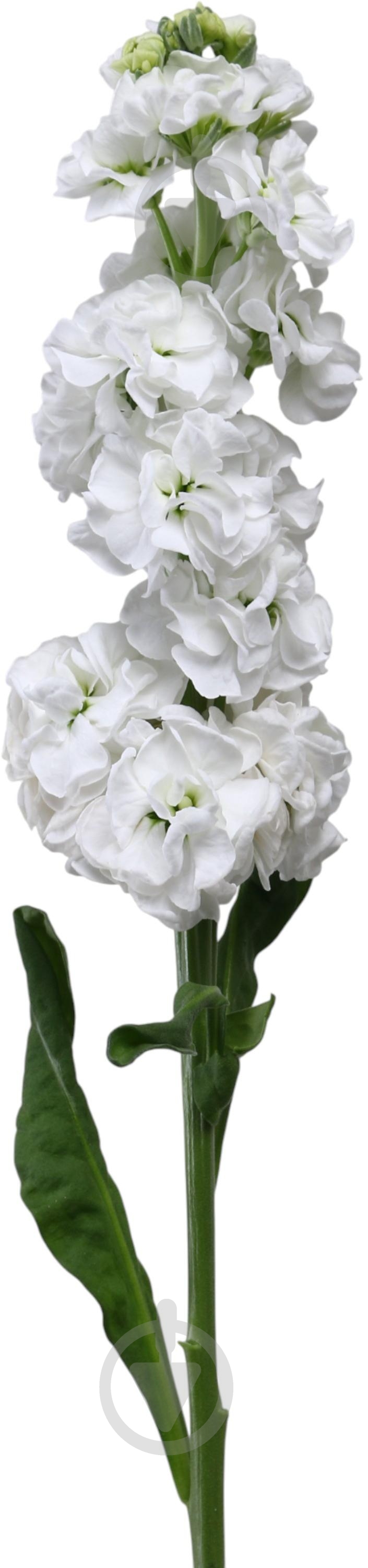 Маттиола 50 см белая (Нидерланды) - фото 1 Маттиола 50 см белая (Нидерланды) - фото 1