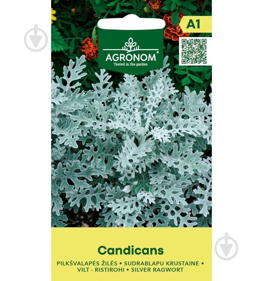 Насіння цинерарія Сільвер Кендіканс 1 г 210 шт. Agronom - фото 1