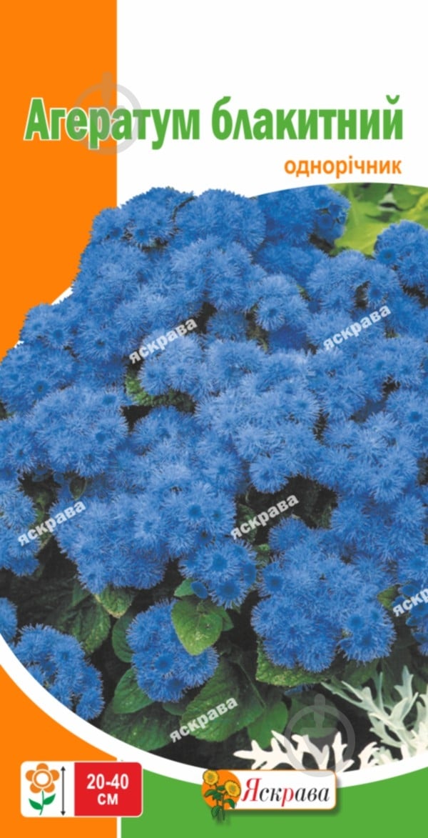 Семена Яскрава агератум Голубой - фото 1