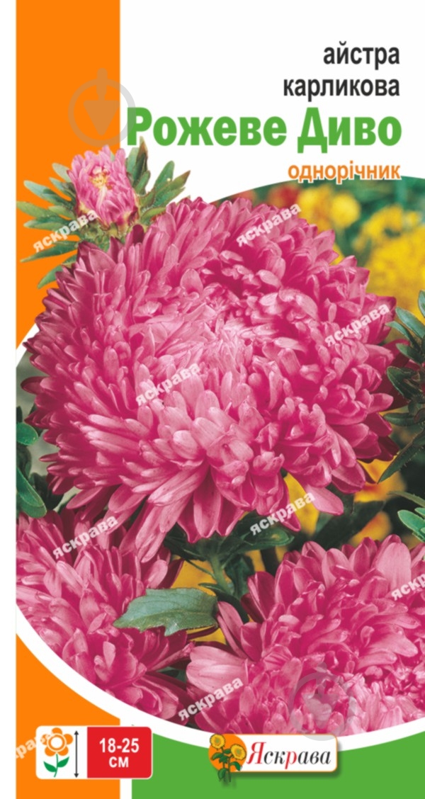 Семена Яскрава астра карликовая карликовая Розовое Чудо - фото 1 Семена Яскрава астра карликовая карликовая Розовое Чудо - фото 1