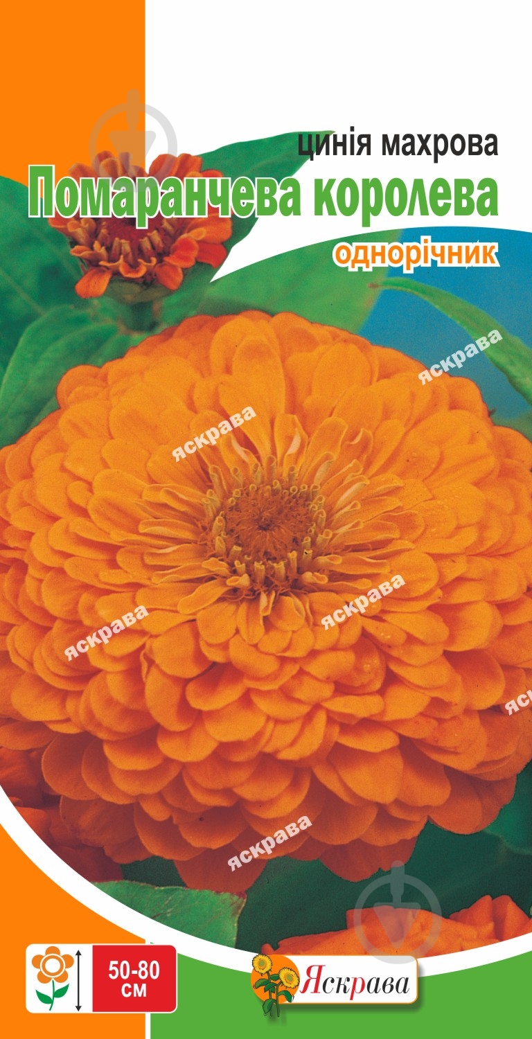 Насіння Яскрава майорці махрова Помаранчева Королева - фото 1 Насіння Яскрава майорці махрова Помаранчева Королева - фото 1