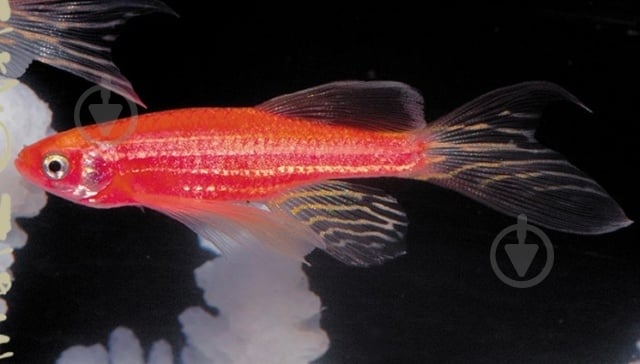 Рыбка Данио рерио коралловый 3-4 см - фото 2