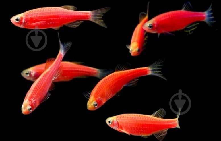 Рыбка Данио рерио коралловый 3-4 см - фото 1