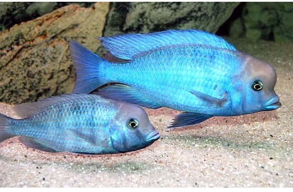 Рибка Дельфін 1,5-3 см - фото 1