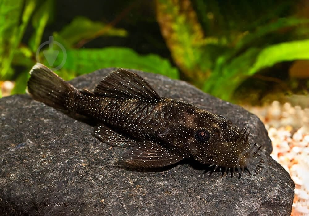 Рыбка Анциструс 2-3 см - фото 6