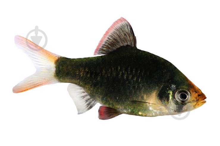 Рыбка Барбус Суматраньський Мутант 2,5-4 см - фото 2