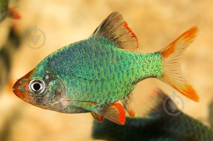 Рыбка Барбус Суматраньський Мутант 2,5-4 см - фото 1