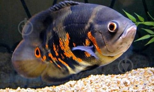 Рыбка Астронотус 10-12 см - фото 3 Рыбка Астронотус 10-12 см - фото 3