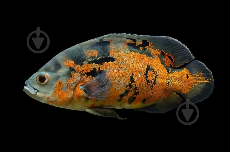 Рыбка Астронотус 10-12 см - фото 8 Рыбка Астронотус 10-12 см - фото 8