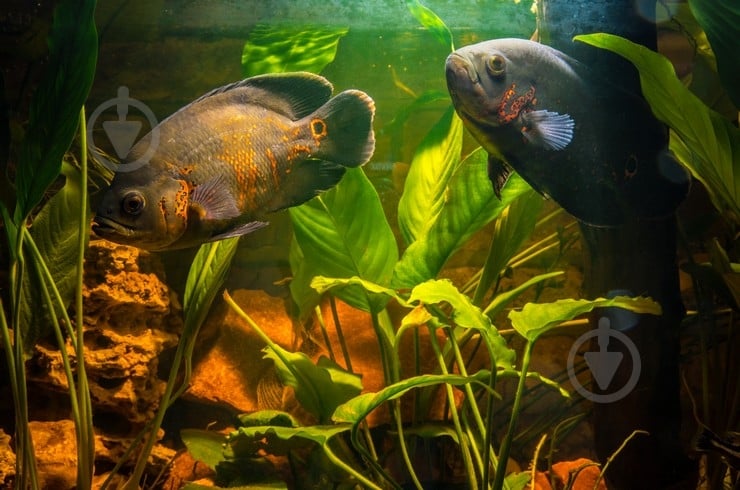 Рыбка Астронотус 10-12 см - фото 7 Рыбка Астронотус 10-12 см - фото 7