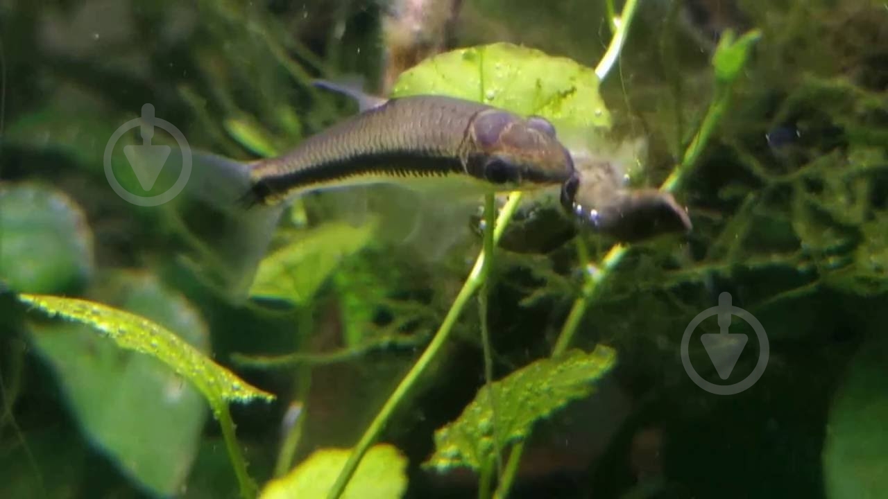 Рыбка Сиамский Водорослеед 3-5 см - фото 8 Рыбка Сиамский Водорослеед 3-5 см - фото 8