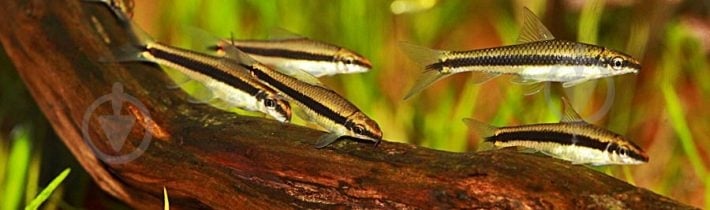 Рыбка Сиамский Водорослеед 3-5 см - фото 5 Рыбка Сиамский Водорослеед 3-5 см - фото 5