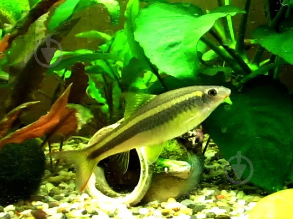 Рыбка Сиамский Водорослеед 3-5 см - фото 3 Рыбка Сиамский Водорослеед 3-5 см - фото 3