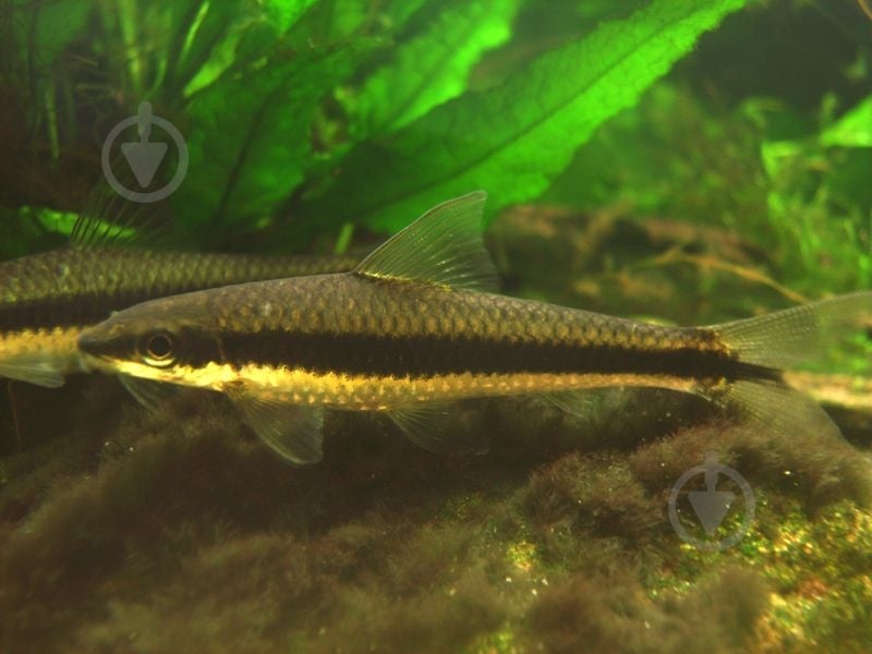 Рыбка Сиамский Водорослеед 3-5 см - фото 6 Рыбка Сиамский Водорослеед 3-5 см - фото 6