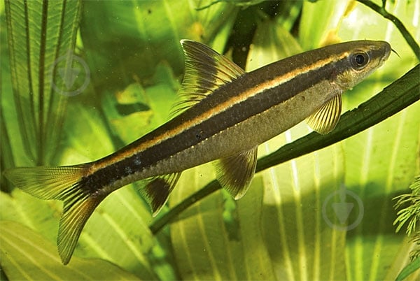 Рыбка Сиамский Водорослеед 3-5 см - фото 2 Рыбка Сиамский Водорослеед 3-5 см - фото 2