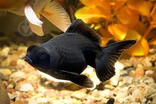 Рыбка Телескоп Черный 4-6 см - фото 3 Рыбка Телескоп Черный 4-6 см - фото 3