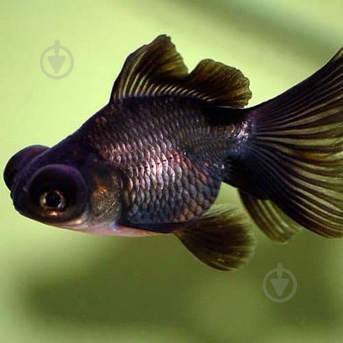 Рыбка Телескоп Черный 4-6 см - фото 1 Рыбка Телескоп Черный 4-6 см - фото 1