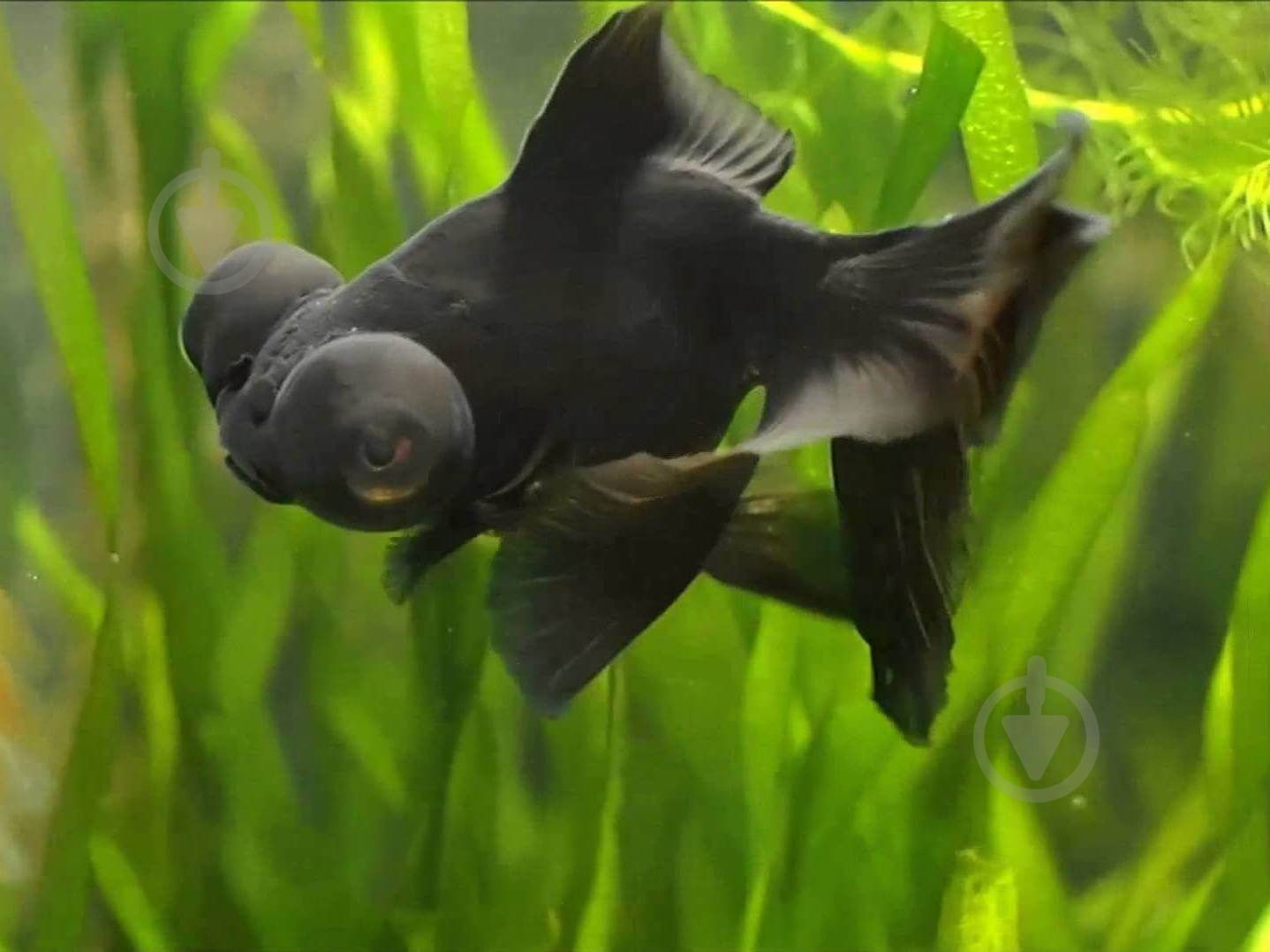 Рыбка Телескоп Черный 4-6 см - фото 5 Рыбка Телескоп Черный 4-6 см - фото 5