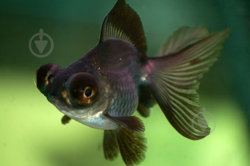 Рыбка Телескоп Черный 4-6 см - фото 6 Рыбка Телескоп Черный 4-6 см - фото 6