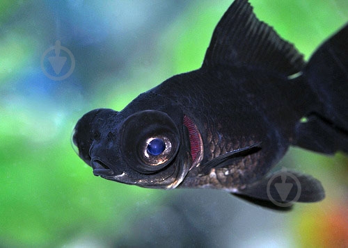 Рыбка Телескоп Черный 4-6 см - фото 7 Рыбка Телескоп Черный 4-6 см - фото 7