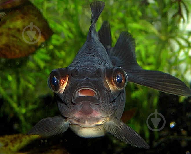 Рыбка Телескоп Черный 4-6 см - фото 8 Рыбка Телескоп Черный 4-6 см - фото 8