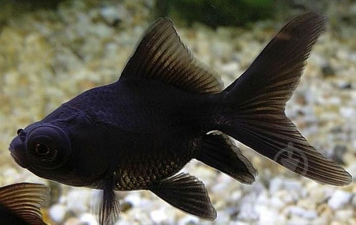 Рыбка Телескоп Черный 4-6 см - фото 9 Рыбка Телескоп Черный 4-6 см - фото 9