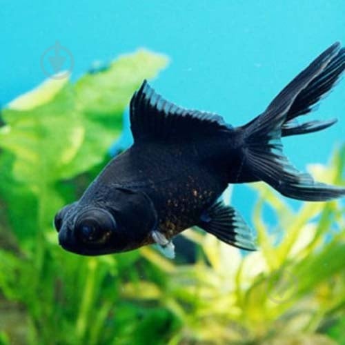 Рыбка Телескоп Черный 4-6 см - фото 11 Рыбка Телескоп Черный 4-6 см - фото 11