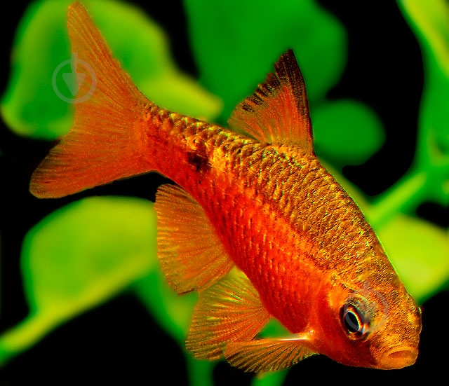 Рыбка Барбус Огненный 2,5-4 см - фото 10