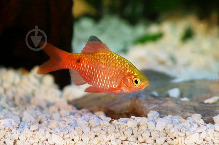 Рыбка Барбус Огненный 2,5-4 см - фото 11