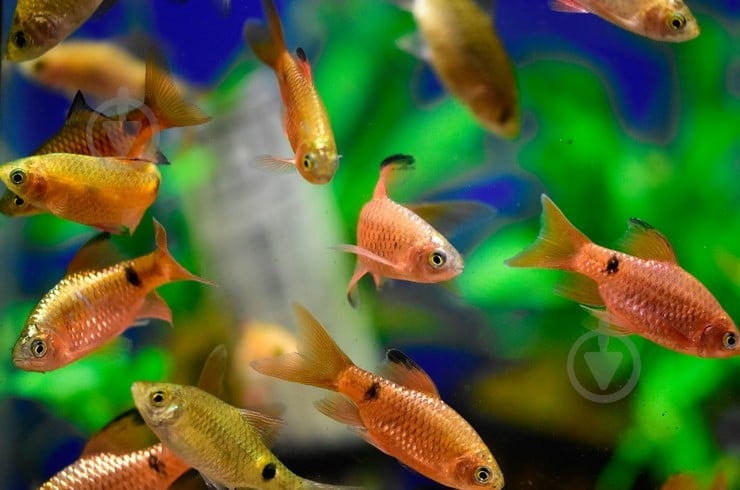 Рыбка Барбус Огненный 2,5-4 см - фото 8