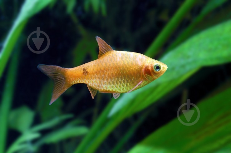 Рыбка Барбус Огненный 2,5-4 см - фото 7