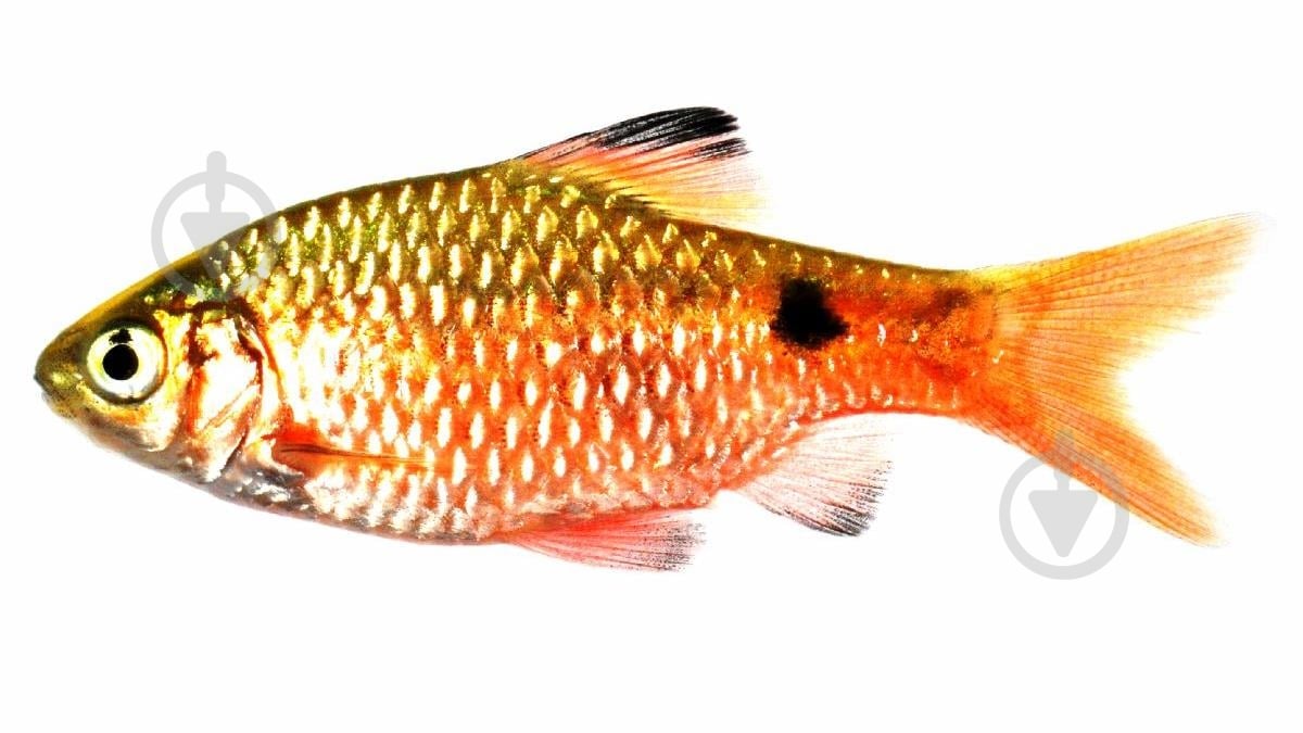 Рыбка Барбус Огненный 2,5-4 см - фото 2