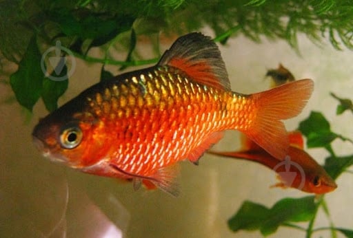 Рыбка Барбус Огненный 2,5-4 см - фото 1