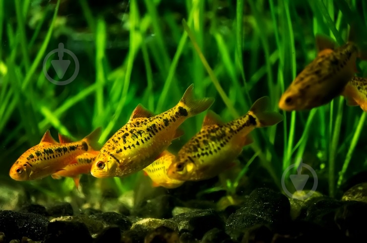 Рибка Барбус Шуберта 2,5-4 см - фото 9 Рибка Барбус Шуберта 2,5-4 см - фото 9