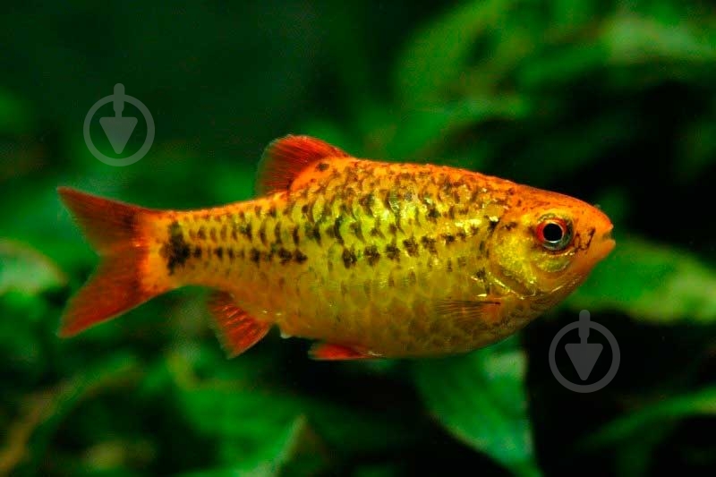 Рибка Барбус Шуберта 2,5-4 см - фото 6 Рибка Барбус Шуберта 2,5-4 см - фото 6