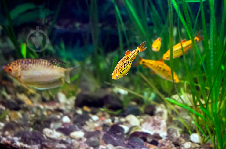 Рибка Барбус Шуберта 2,5-4 см - фото 8 Рибка Барбус Шуберта 2,5-4 см - фото 8