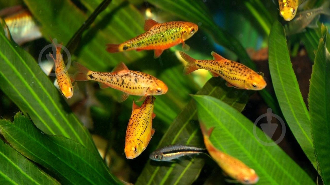 Рибка Барбус Шуберта 2,5-4 см - фото 5 Рибка Барбус Шуберта 2,5-4 см - фото 5