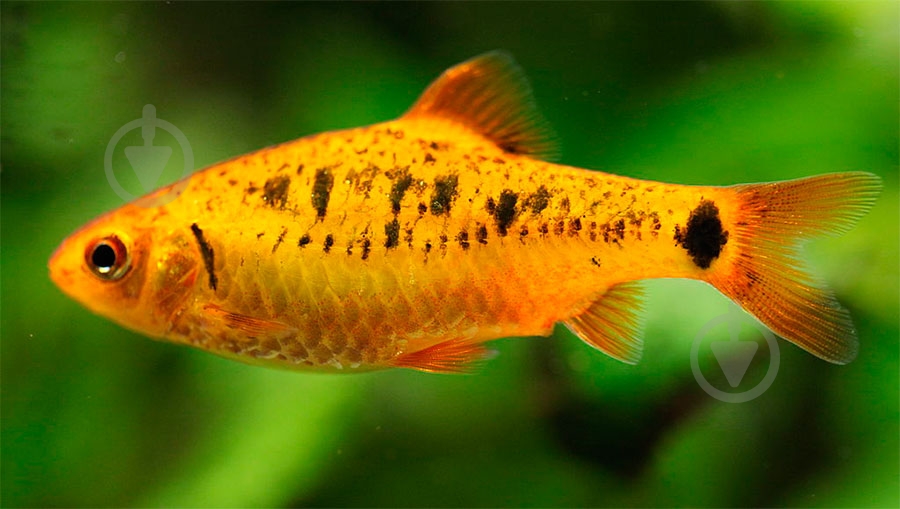 Рибка Барбус Шуберта 2,5-4 см - фото 4 Рибка Барбус Шуберта 2,5-4 см - фото 4