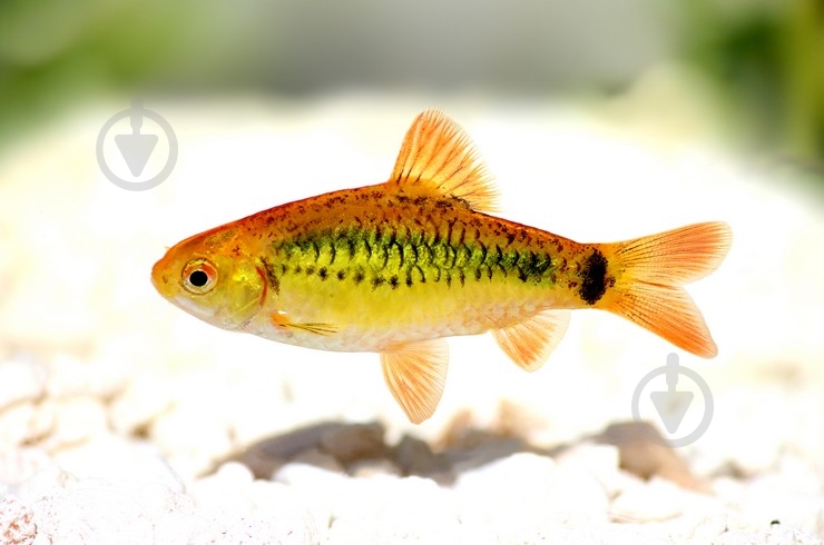 Рибка Барбус Шуберта 2,5-4 см - фото 1 Рибка Барбус Шуберта 2,5-4 см - фото 1