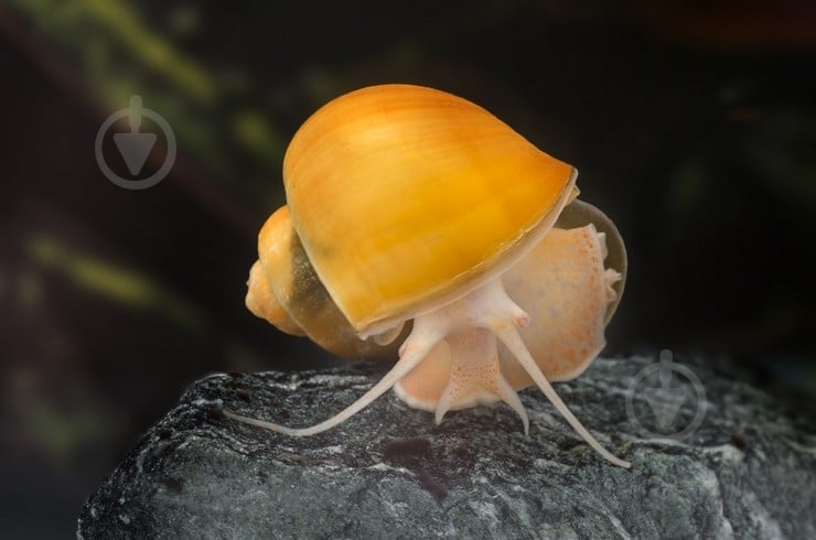 Улитка Ампулярия 1-3 См - фото 4