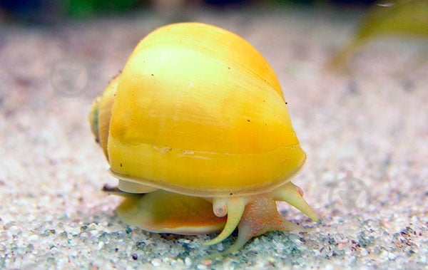 Улитка Ампулярия 1-3 См - фото 2