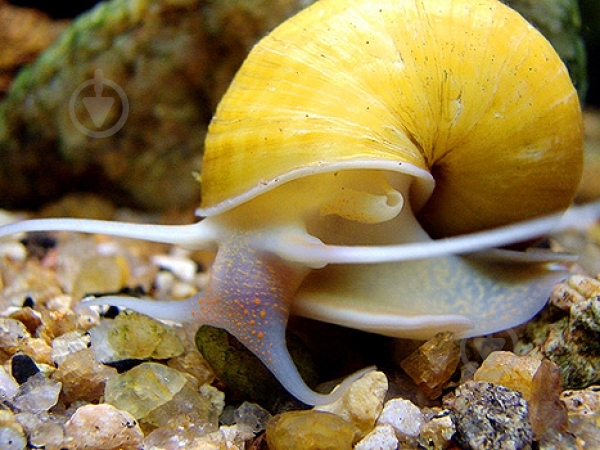 Улитка Ампулярия 1-3 См - фото 3