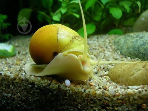 Улитка Ампулярия 1-3 См - фото 5