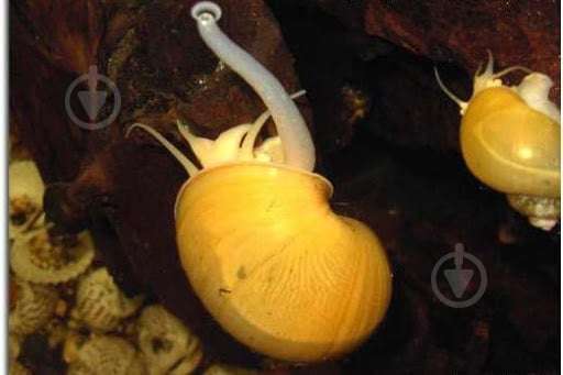 Улитка Ампулярия 1-3 См - фото 6