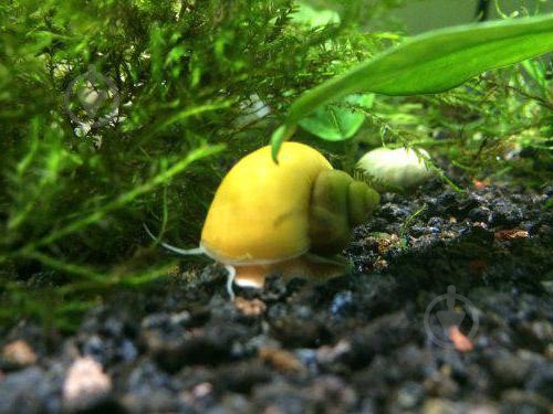 Улитка Ампулярия 1-3 См - фото 9