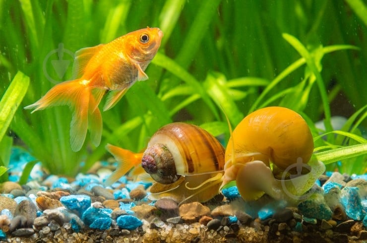 Улитка Ампулярия 1-3 См - фото 7